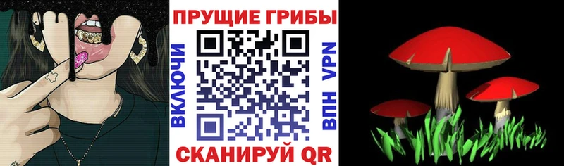 Псилоцибиновые грибы мухоморы  где купить наркоту  Дзержинский 